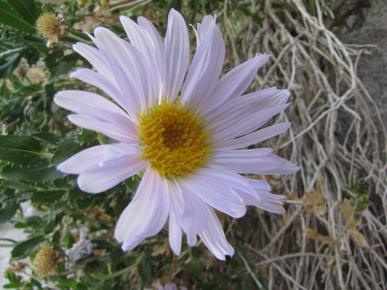 Xylorhiza 4