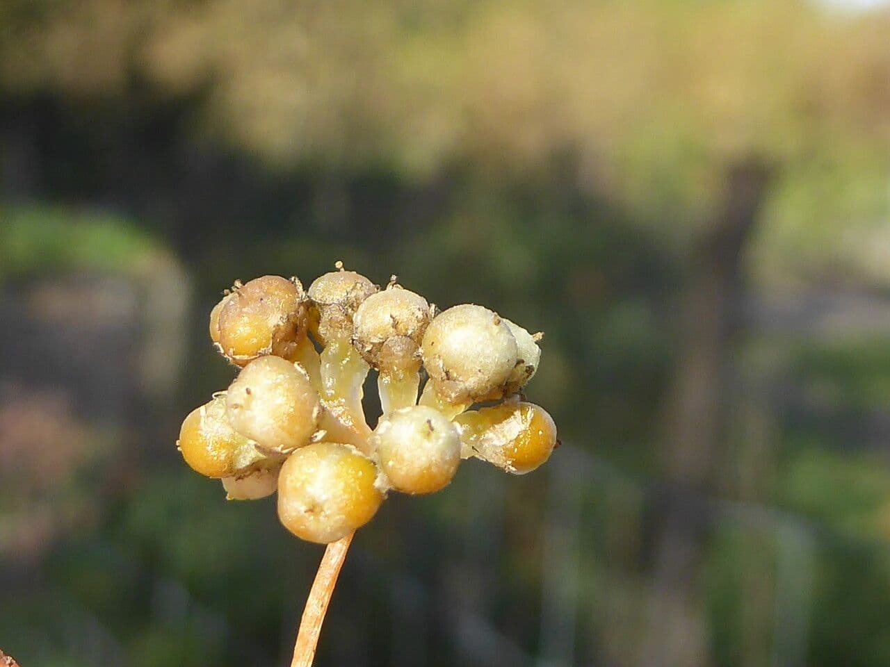 Cuscuta 2