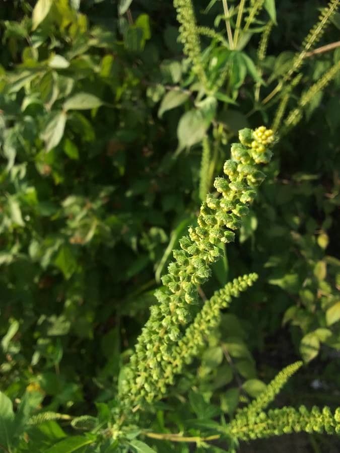 Ambrosia trifida 8