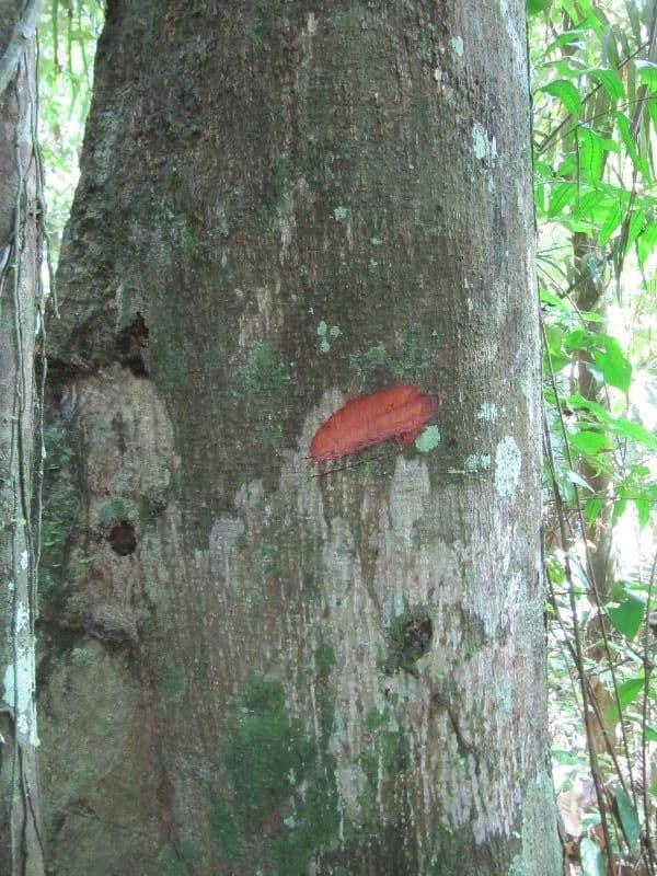 Surinam-Baum 5