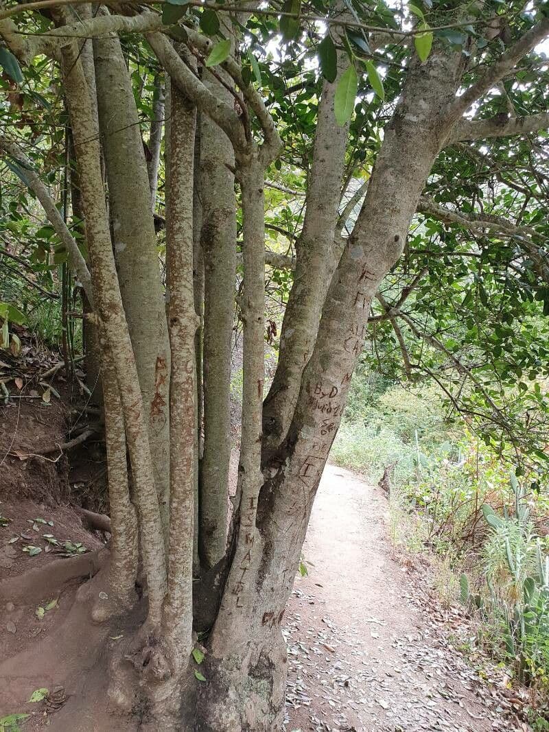 Coptosperma graveolens 20