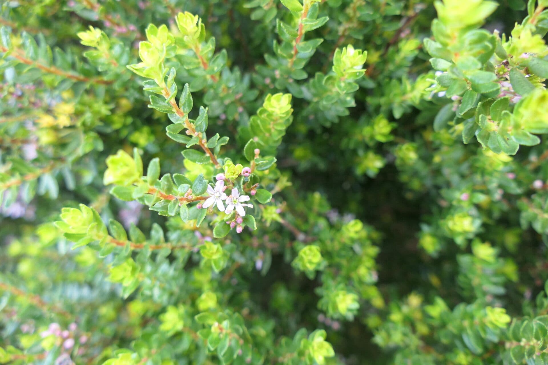 Agathosma 3