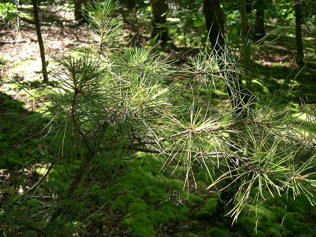 Pino echinato 12
