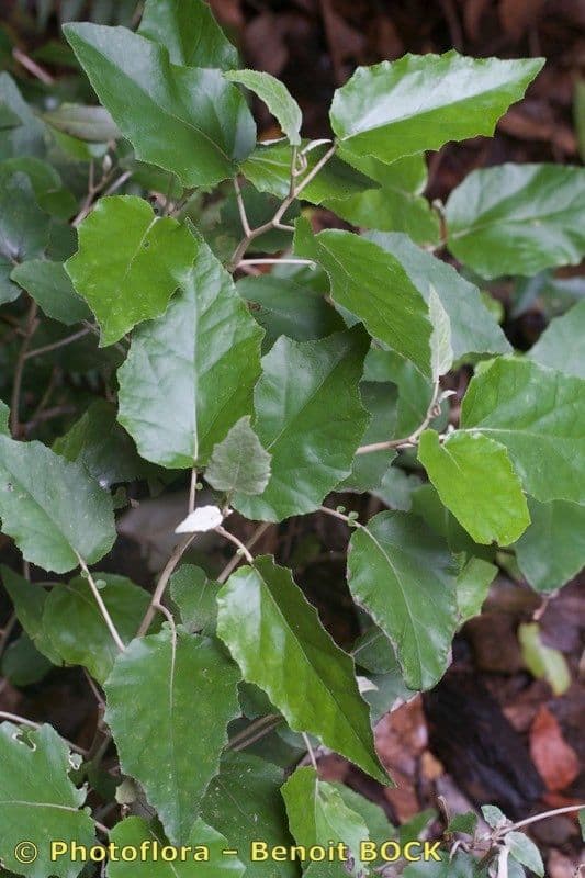 Pericallis 16