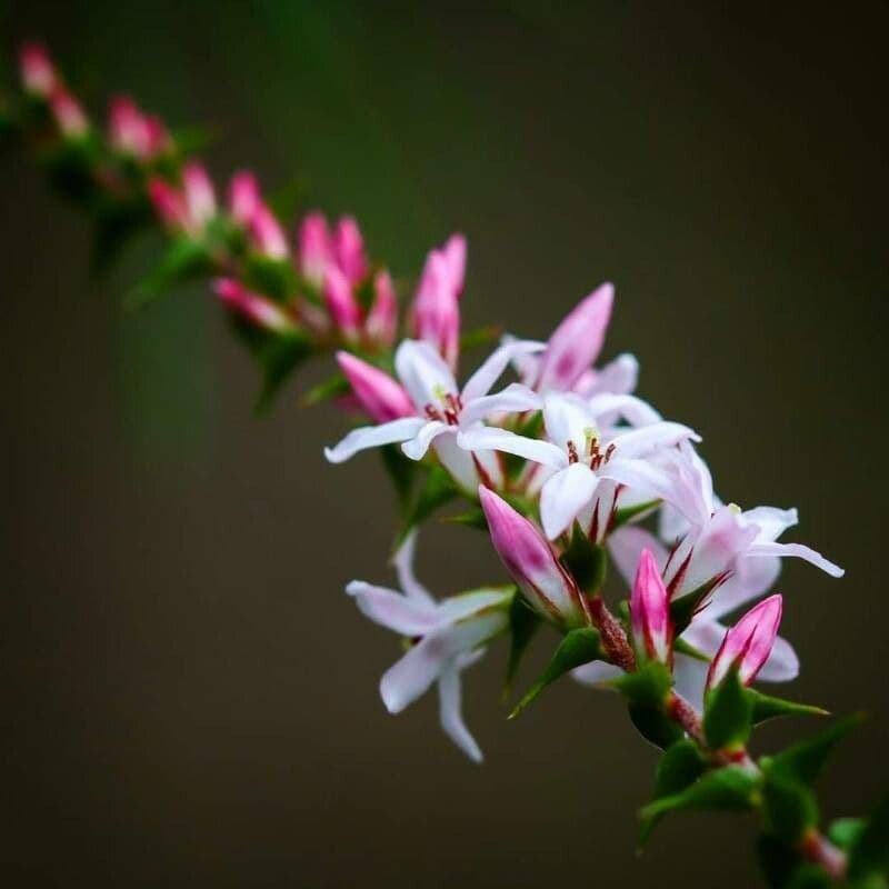 Epacris pekná