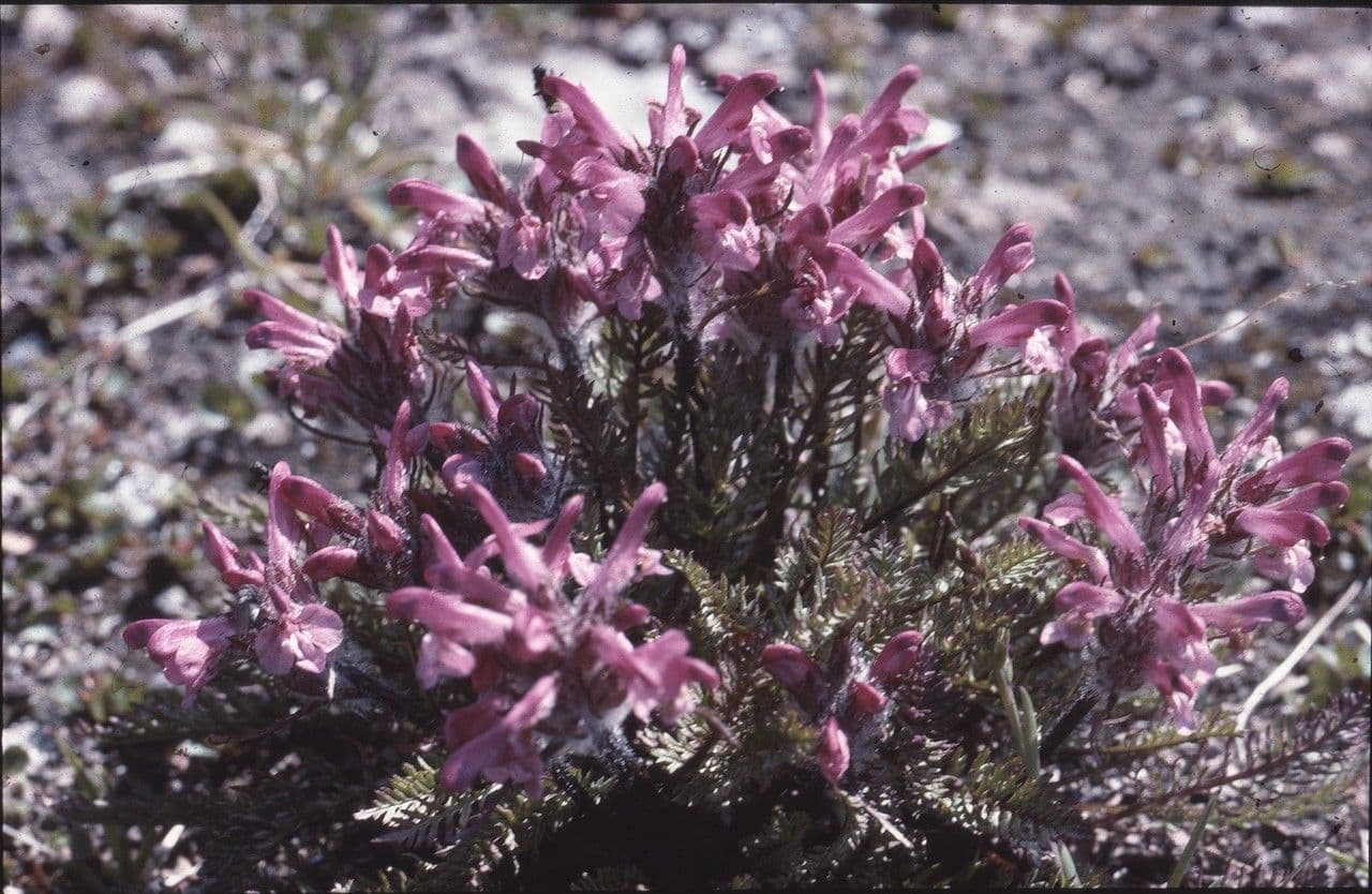 Pedicularis rosea 3