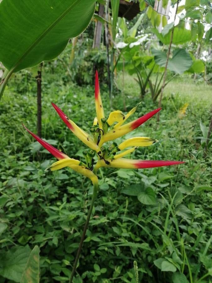 Heliconia 5