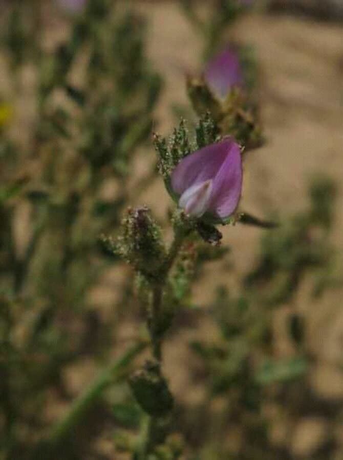 Ononide tridentata 7