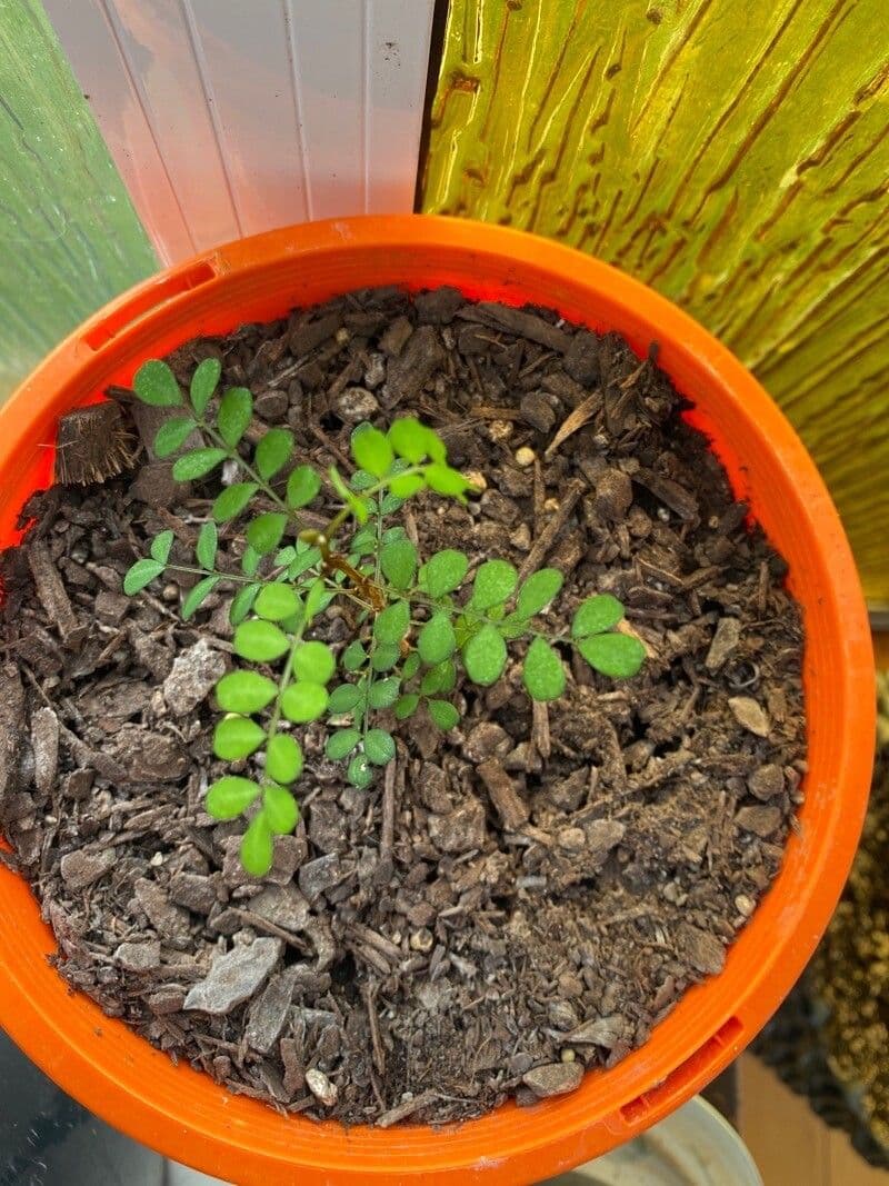 Sophora 16