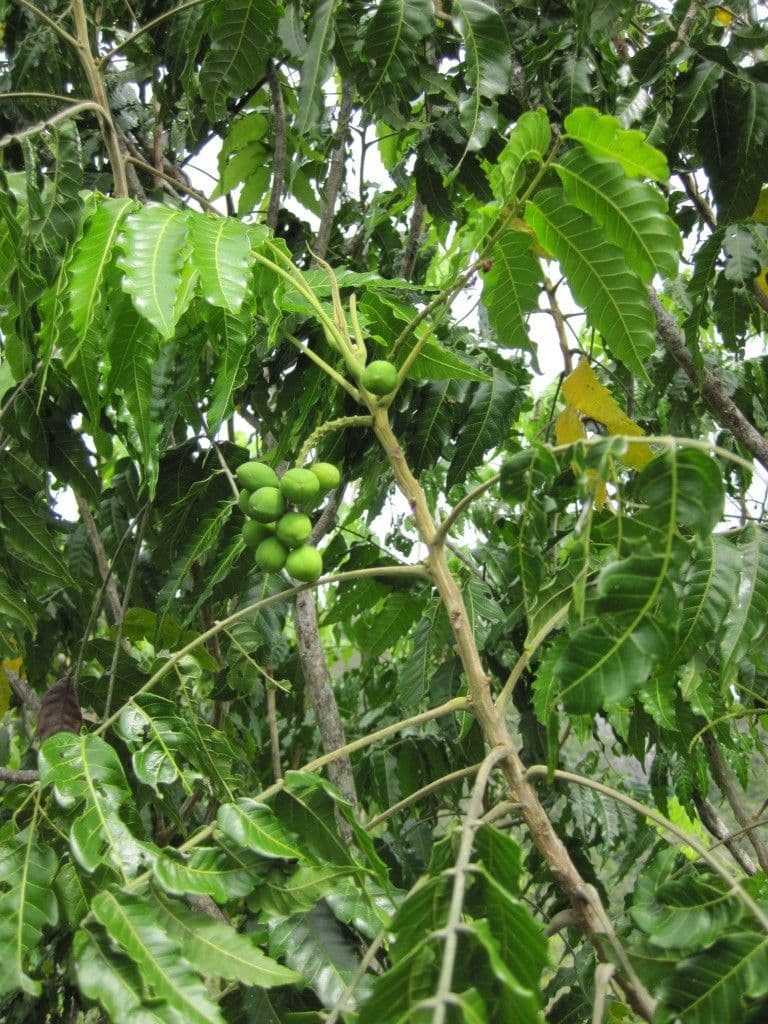 Elattostachys 6