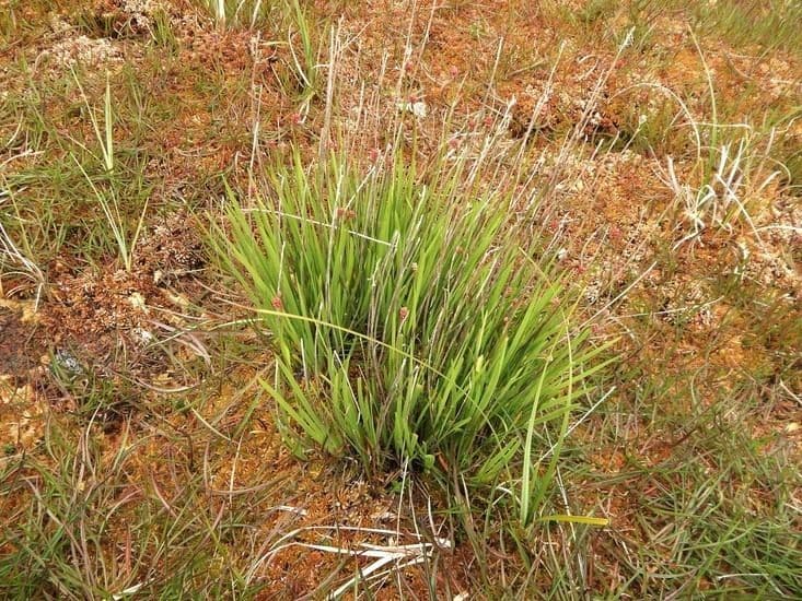 Asperula lepivá 8