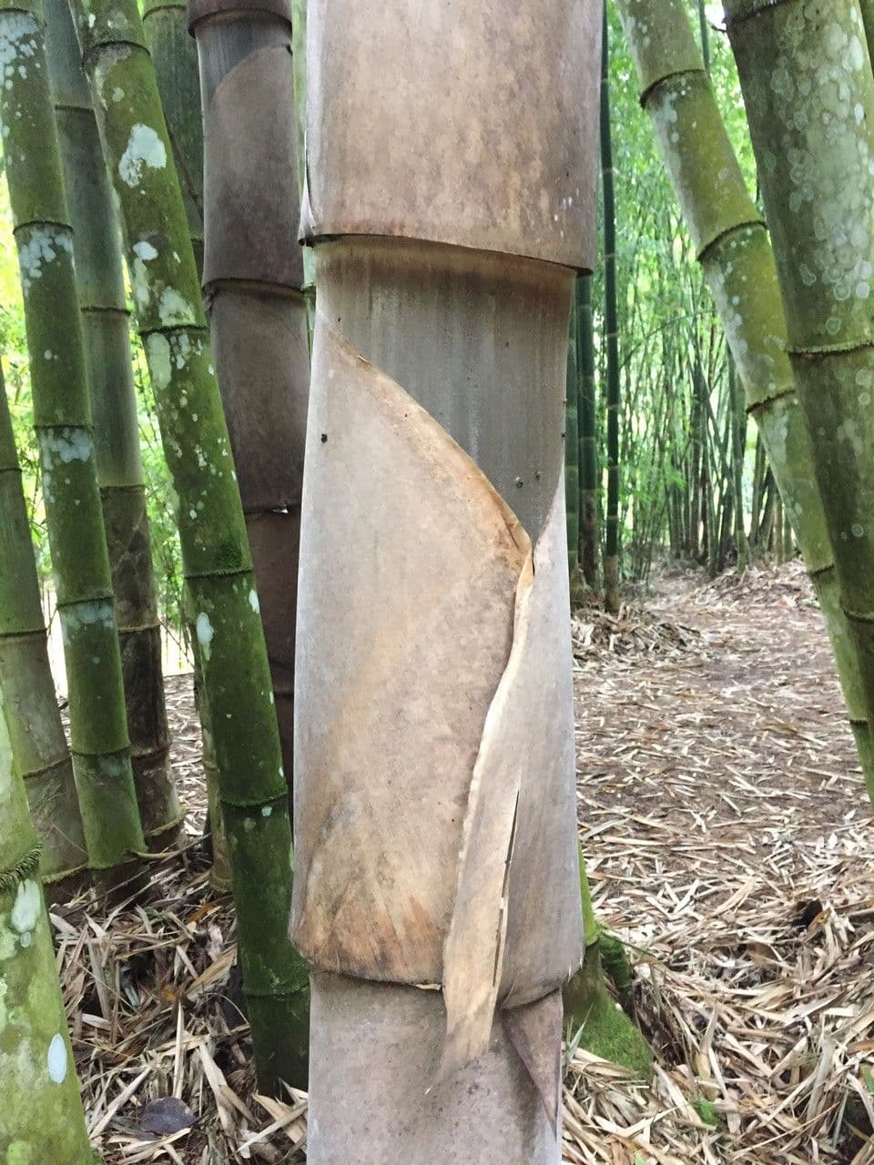 Obrovský bambus 2