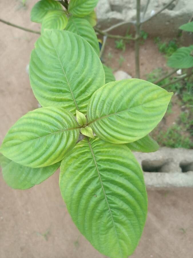 Mussaenda erythrophylla 12