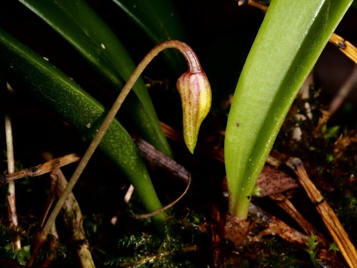Bulbophyllum