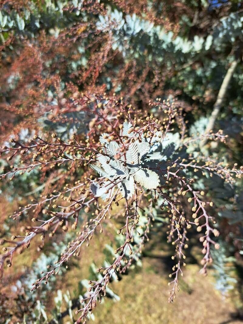 Acacia di Bailey 20