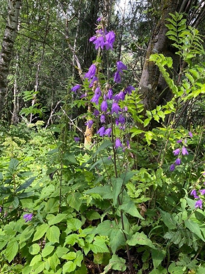 Acker-Glockenblume 11