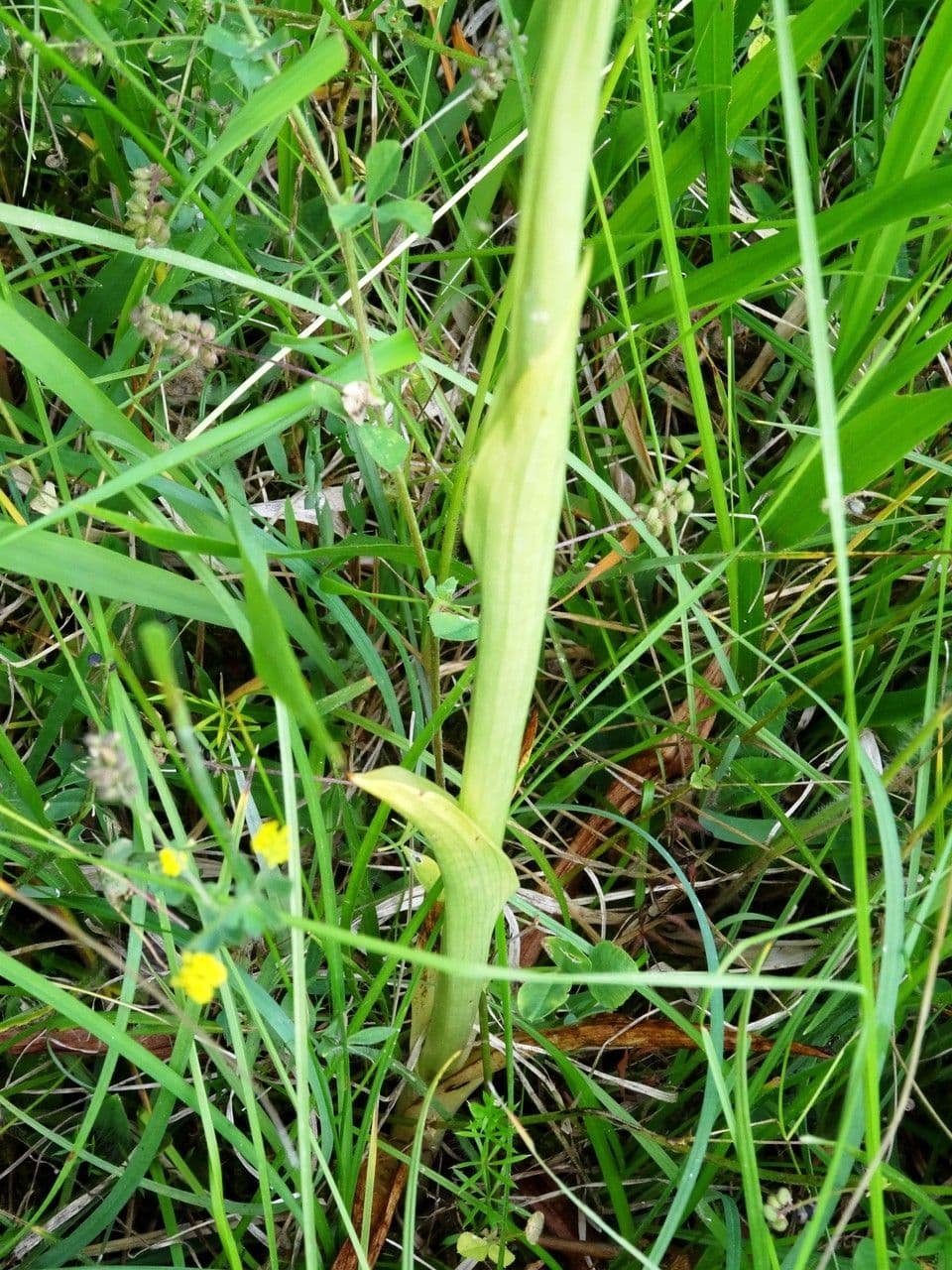 Orchis pyramidal 30