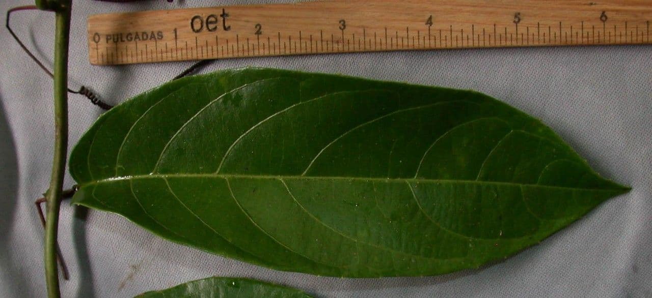 Passiflora lucida 11