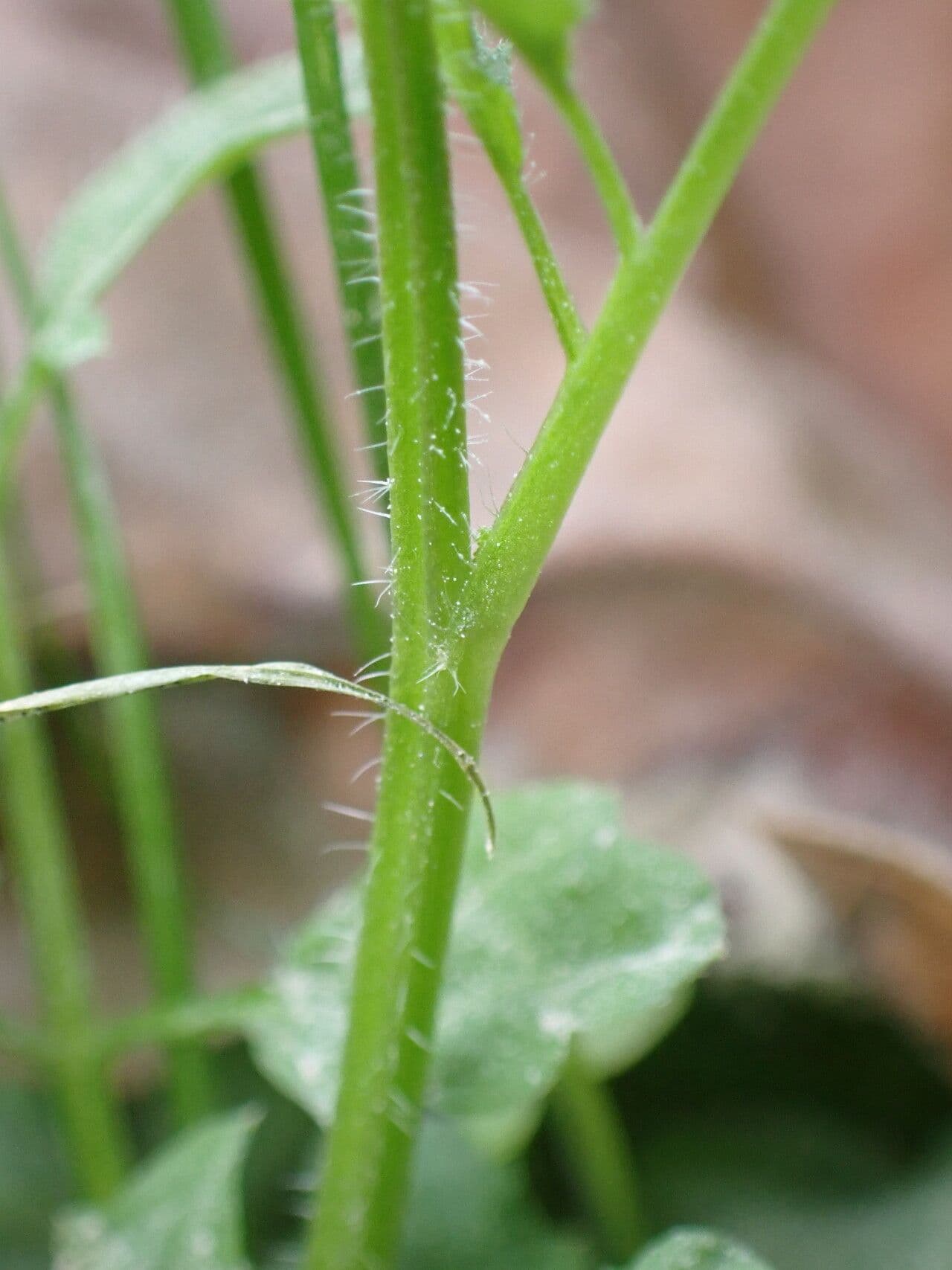 Cardamine flexueuse 25