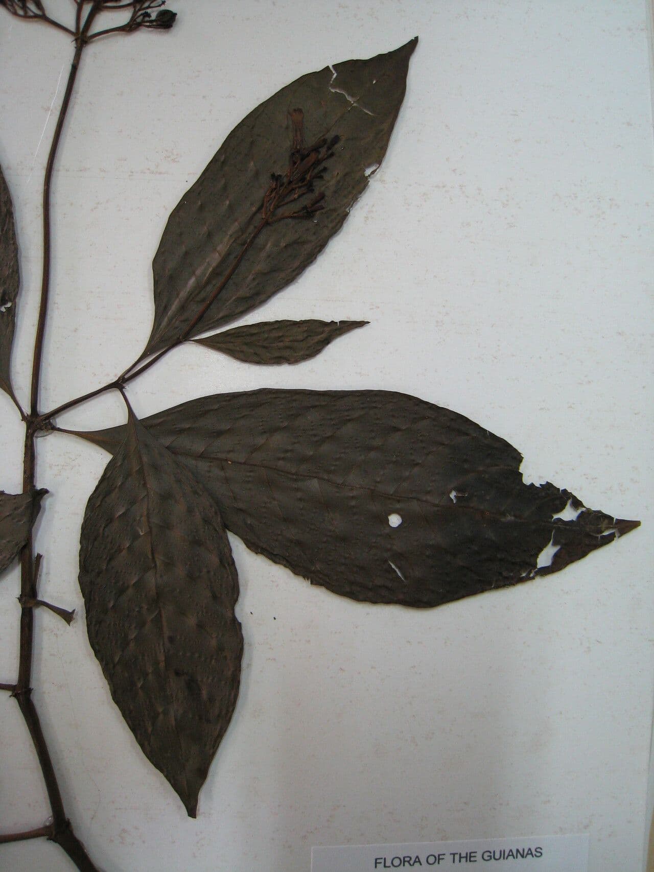 Palicourea croceoides 6