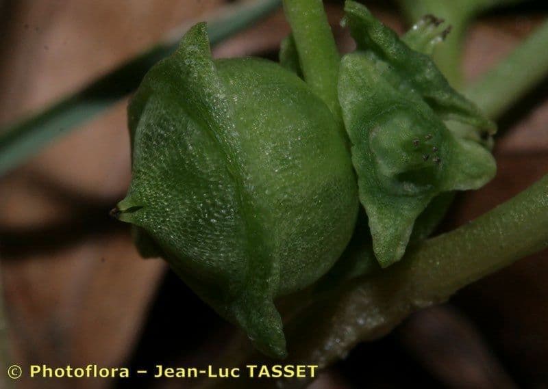 Erba moscatellina 3