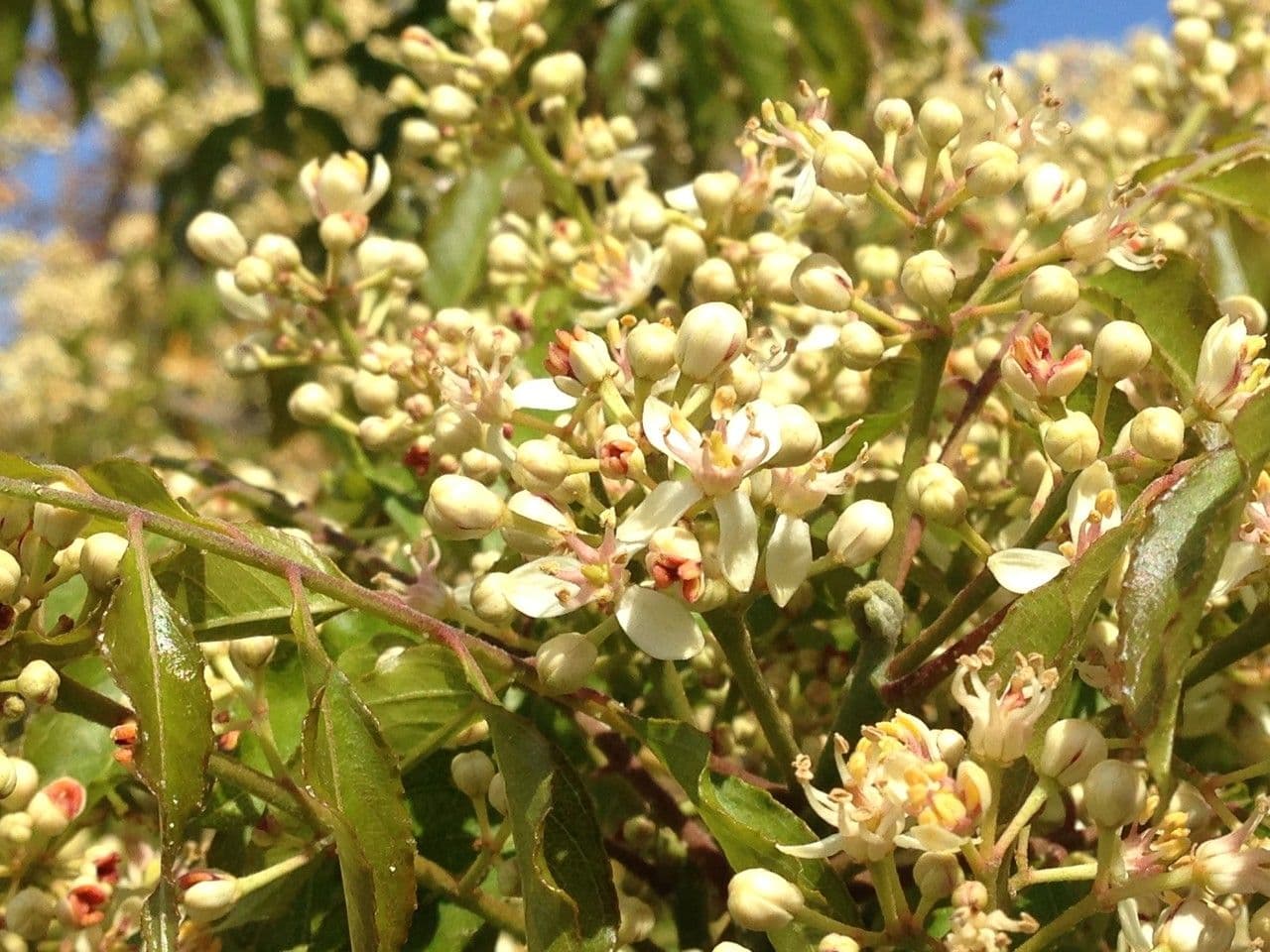Clausena anisata 4