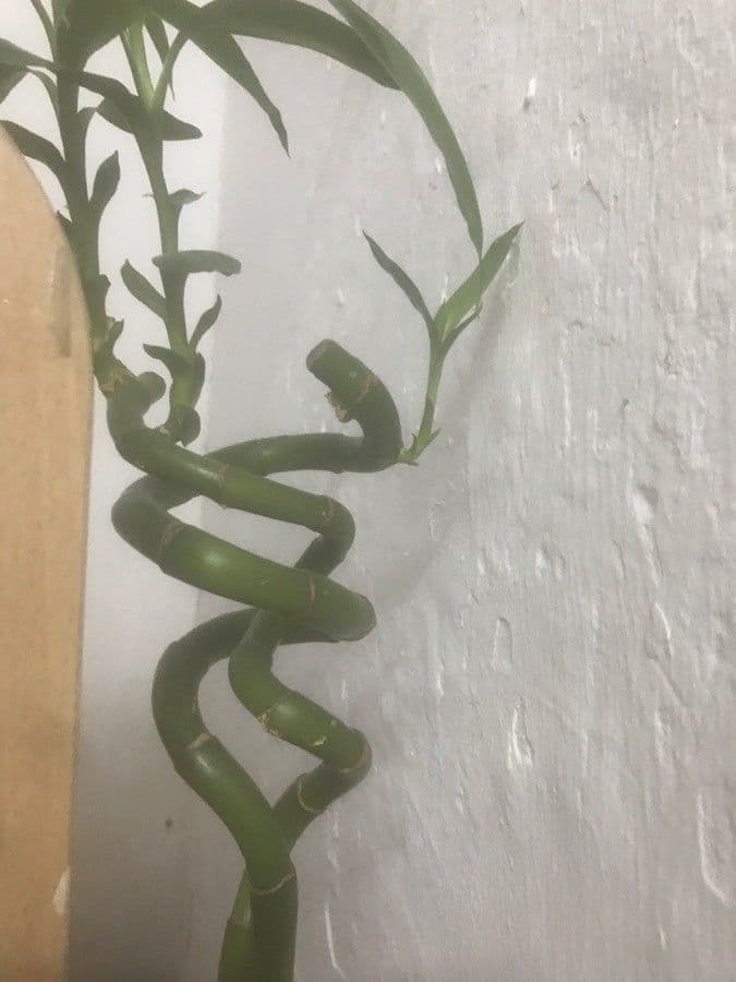 Dracena 2