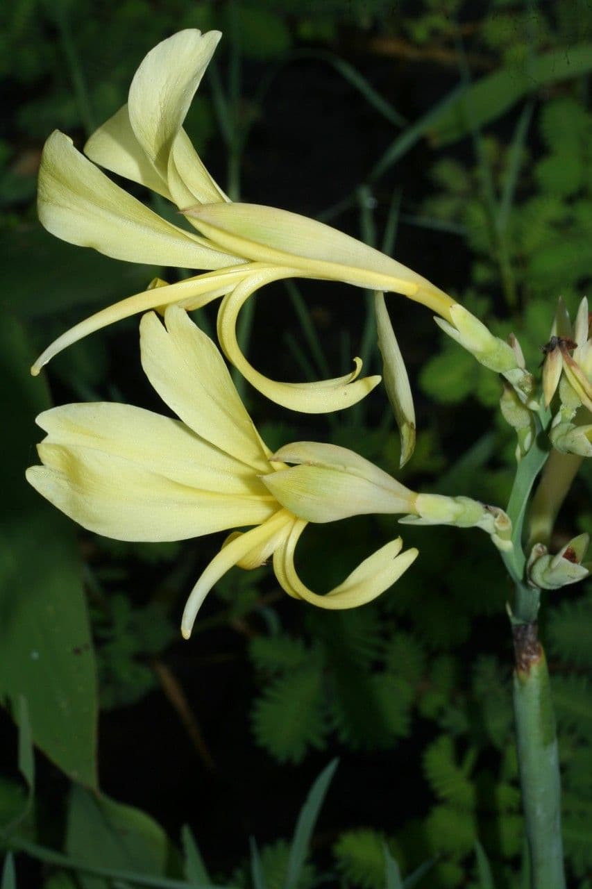 Canna glauca 21