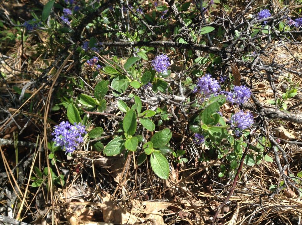 Ceanothus 4
