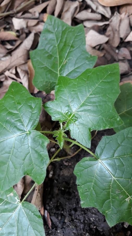 Solanum capsicoides 15