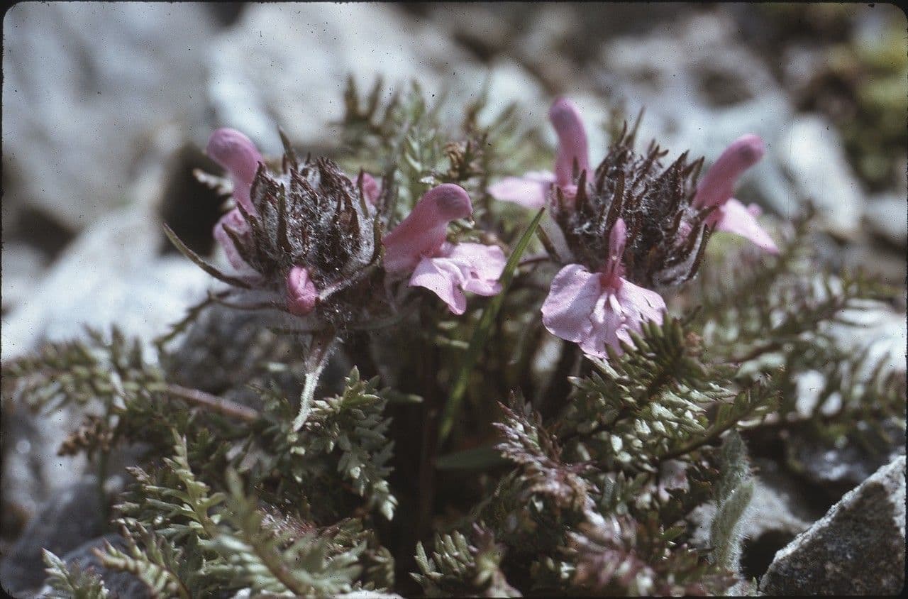 Pedicularis rosea 14
