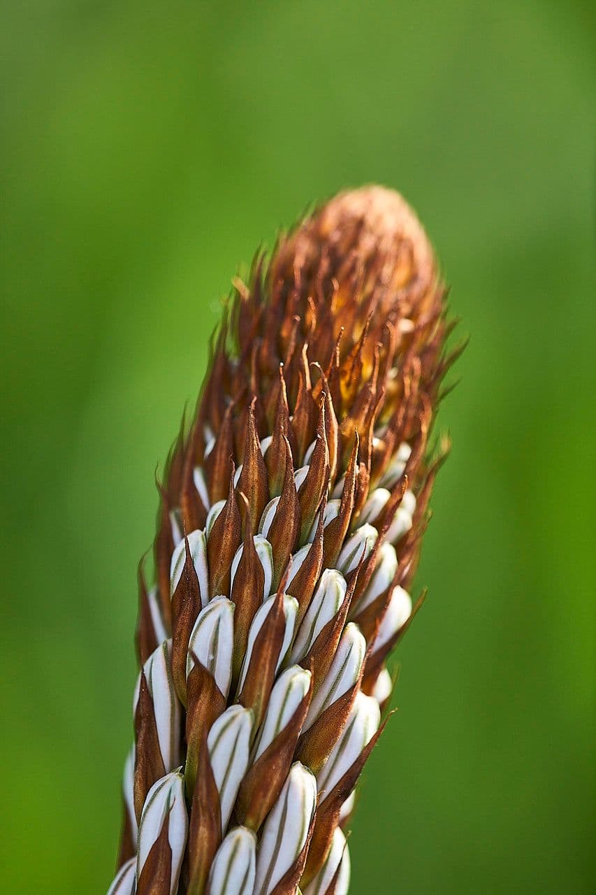 Asfodelo bianco 14