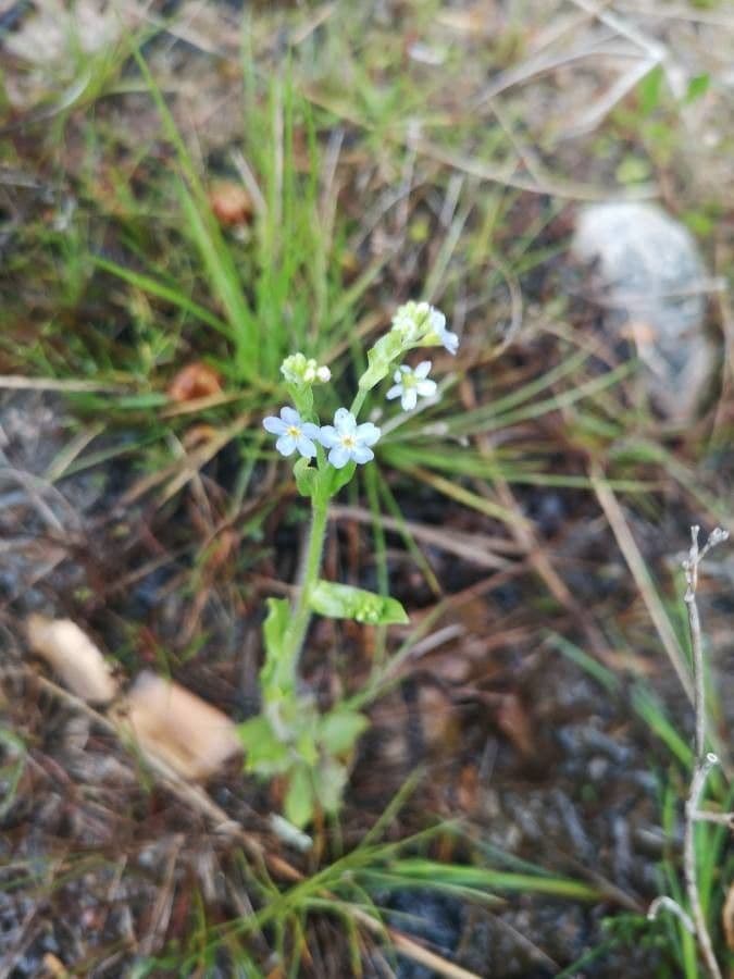 Miosotide siciliana 6
