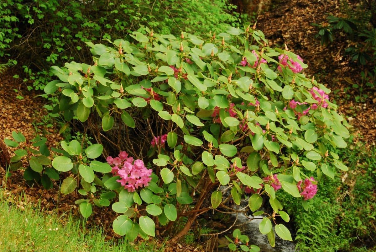 Rododendro 8