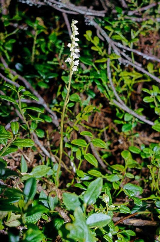 Gudiera 23