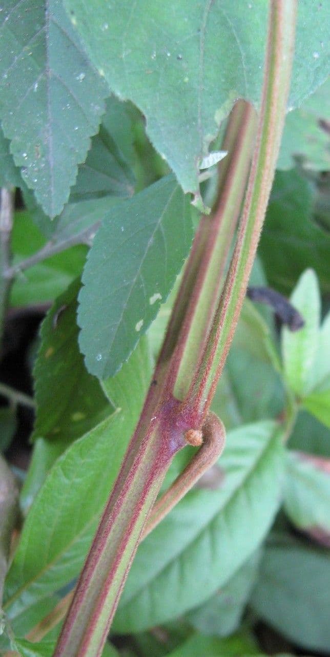 Serjania rhombea 4