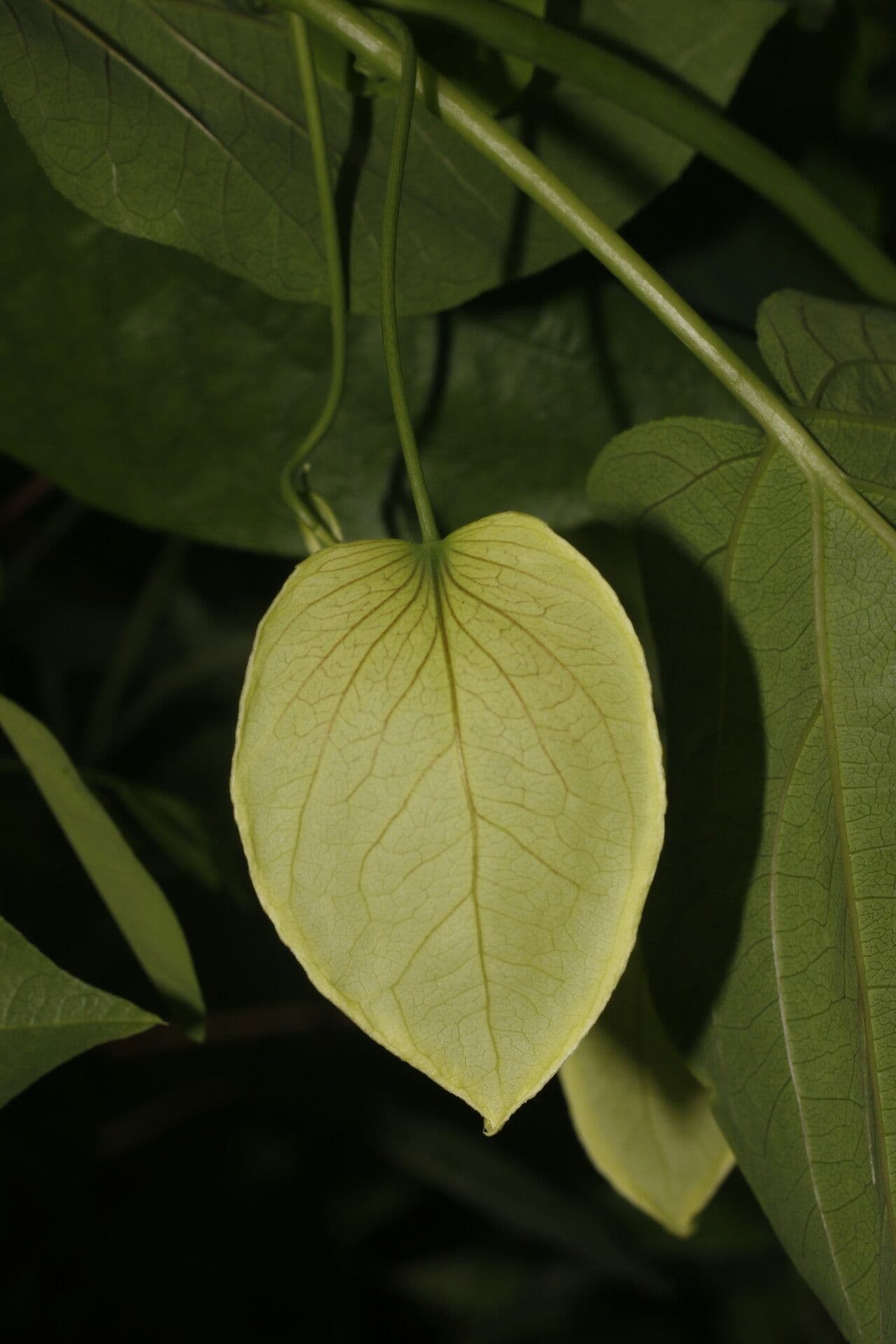 Passiflora 4