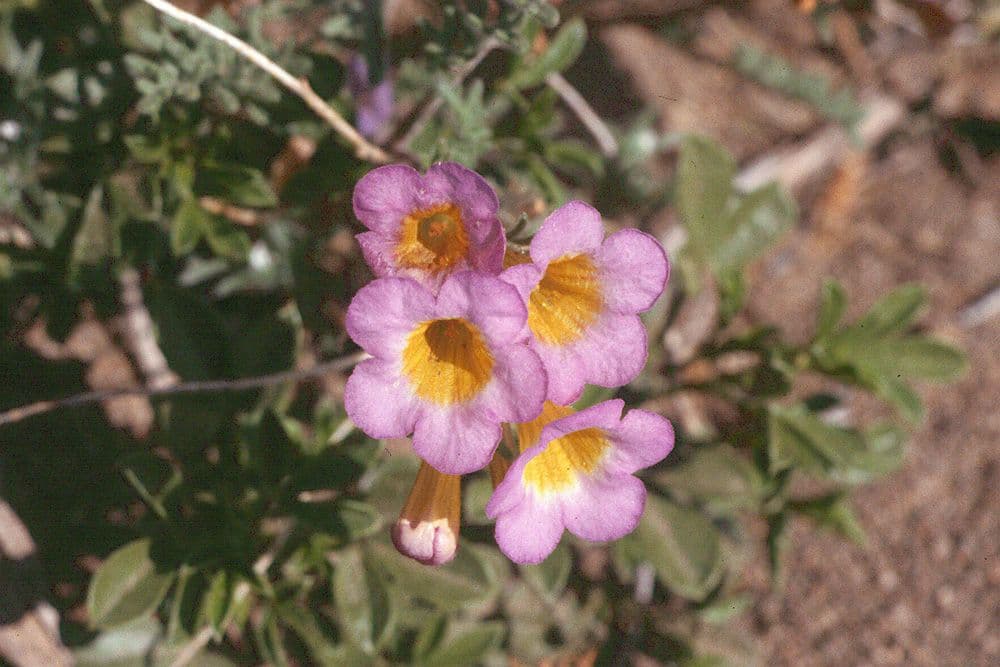 Facelia bicolore 3