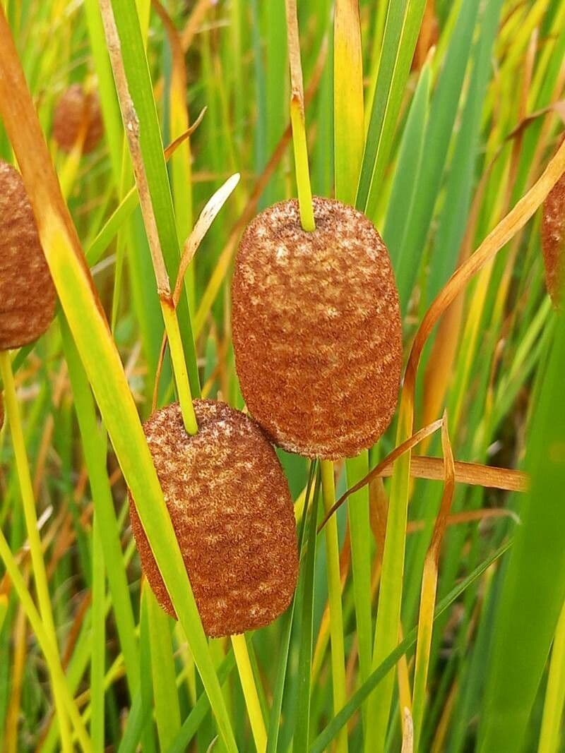 Typha laxmannii 2