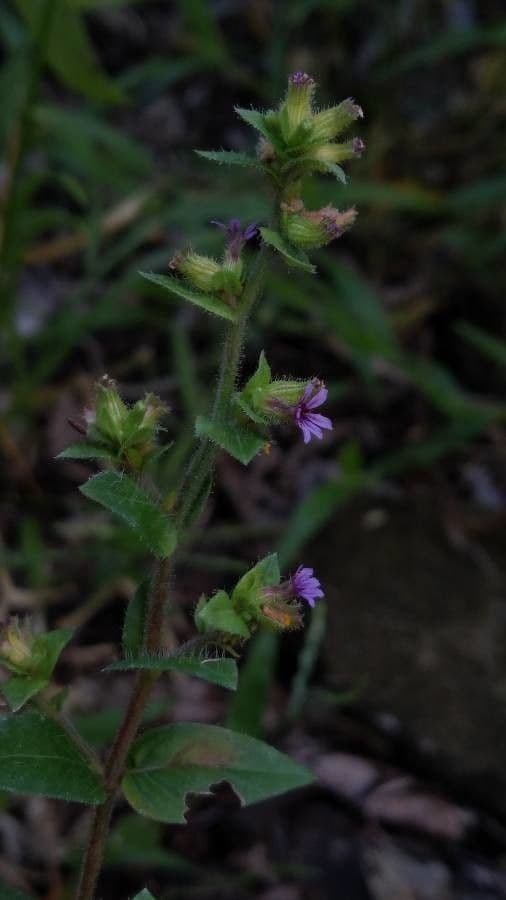 Cuphea carthagenensis 4