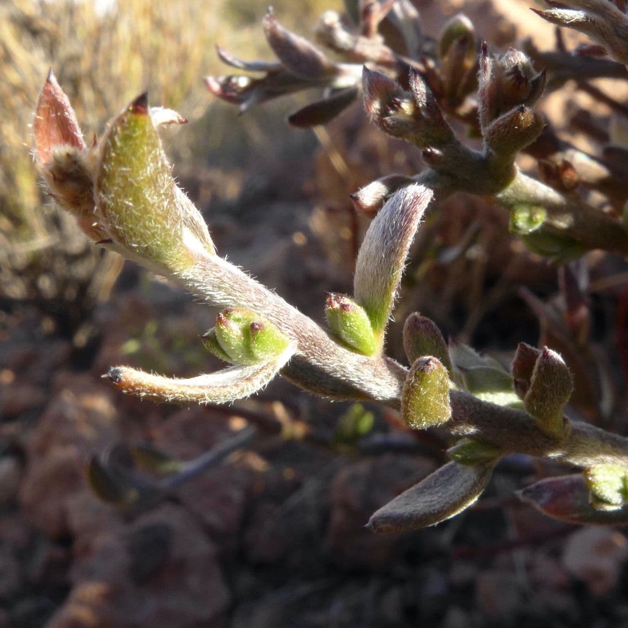 Krameria lappacea 10