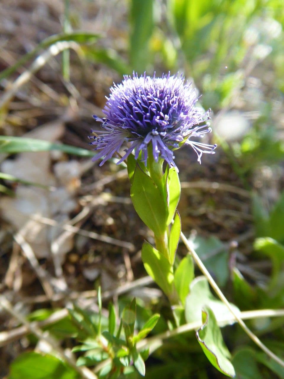 Gewöhnliche Kugelblume 6