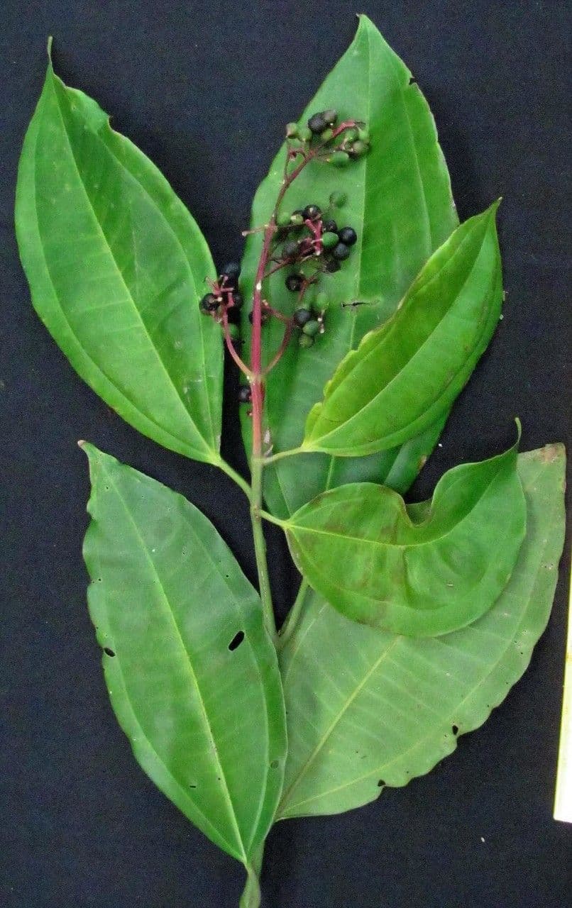 Honduras-Miconia 2