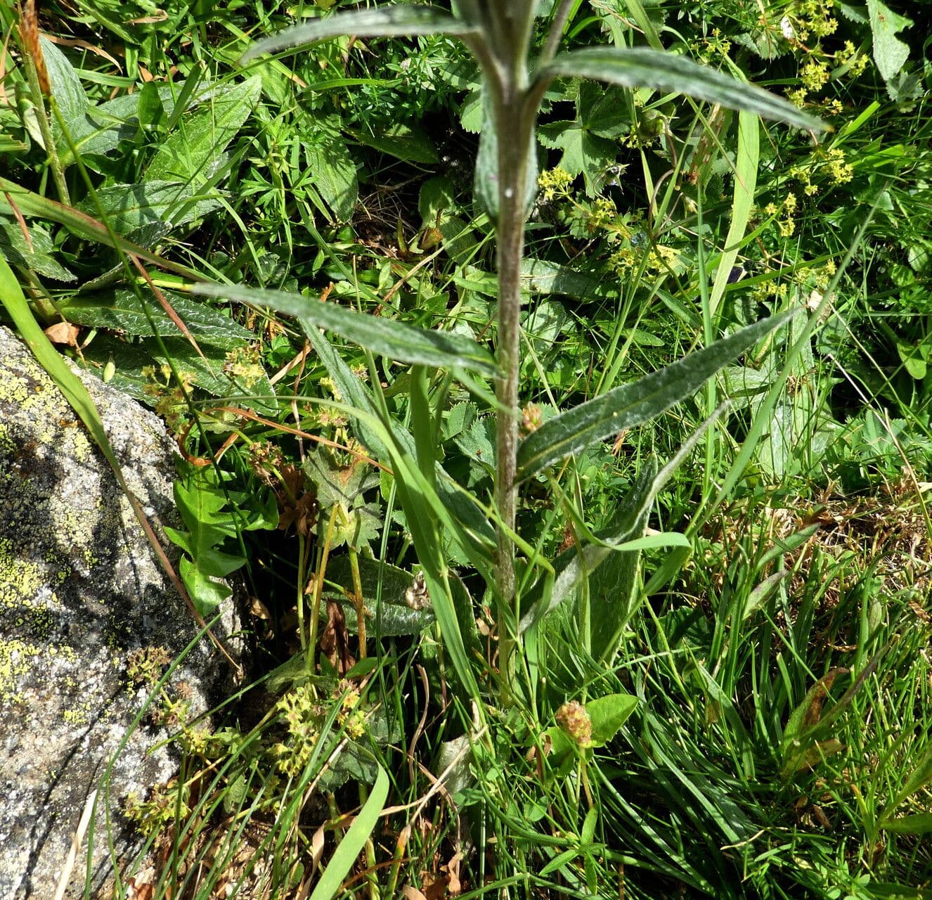 Saussurea 21