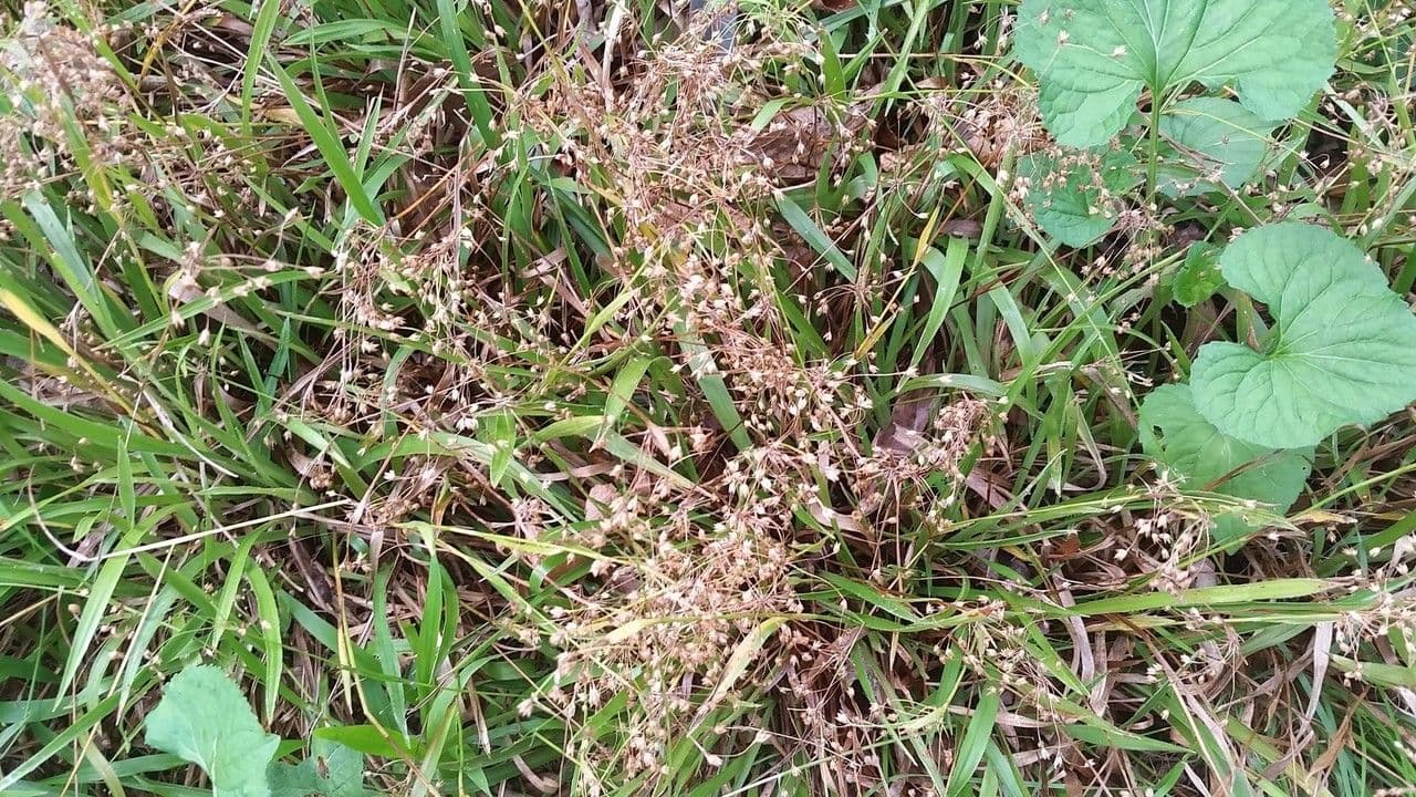 Luzula acuminata 4