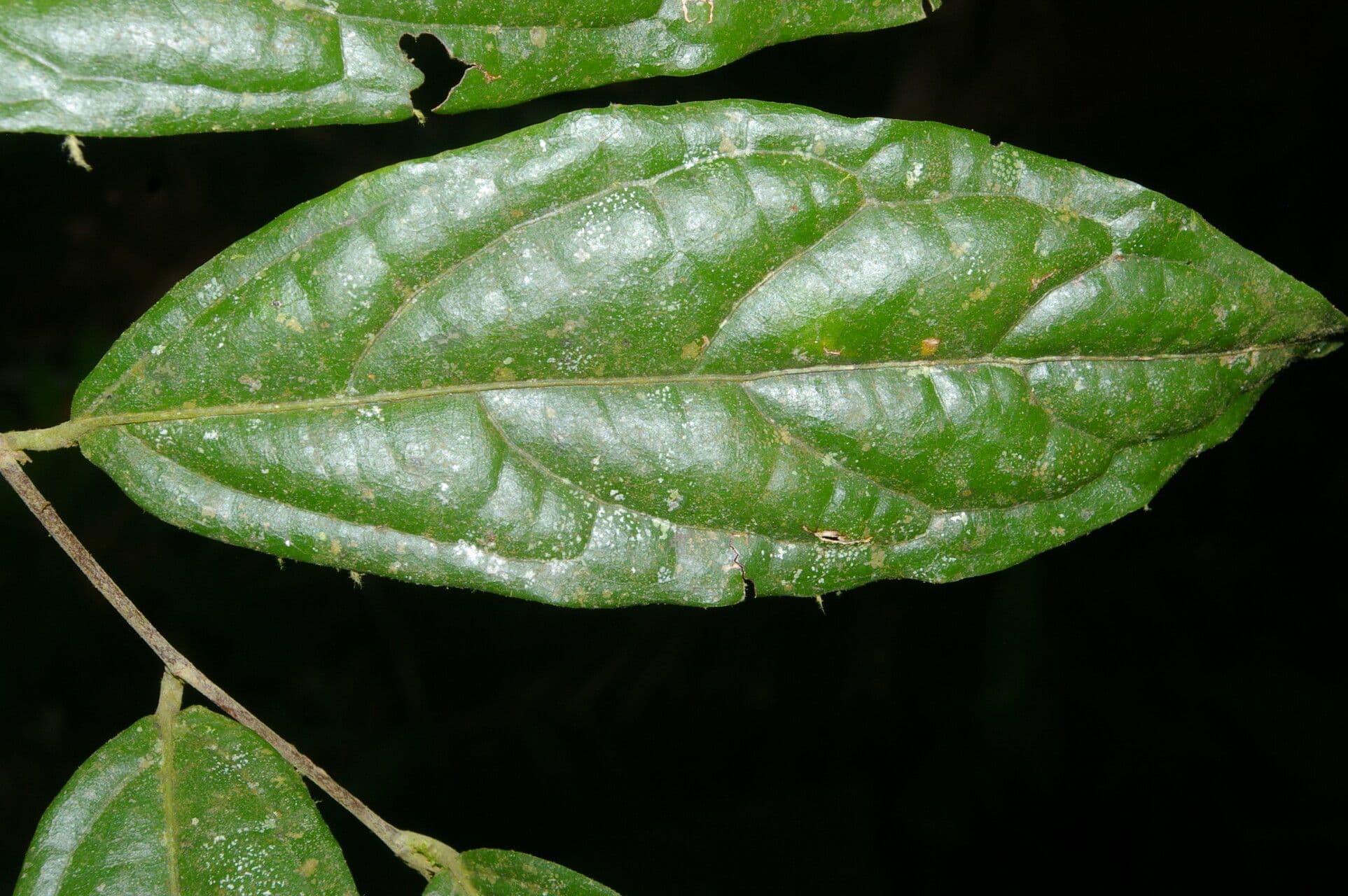 Quararibea 4