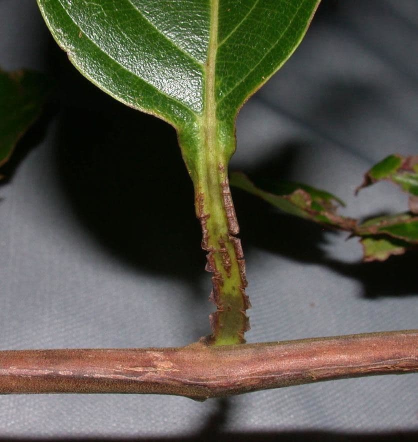 Pinzona coriacea 11