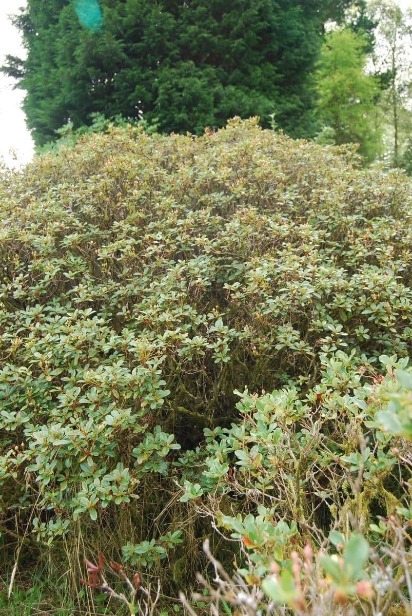 Rododendro de flor corta 7