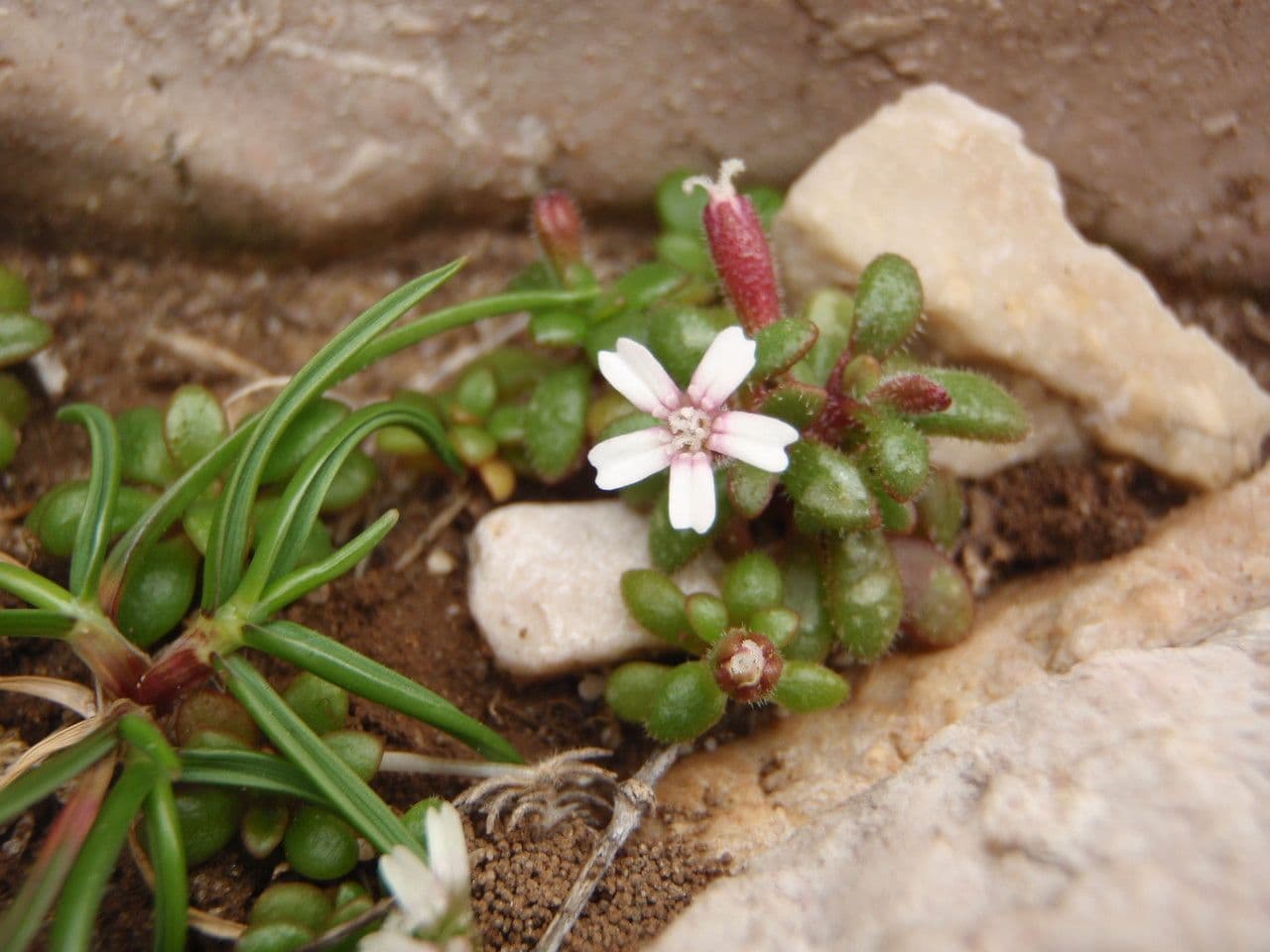 Silene sedoides 10