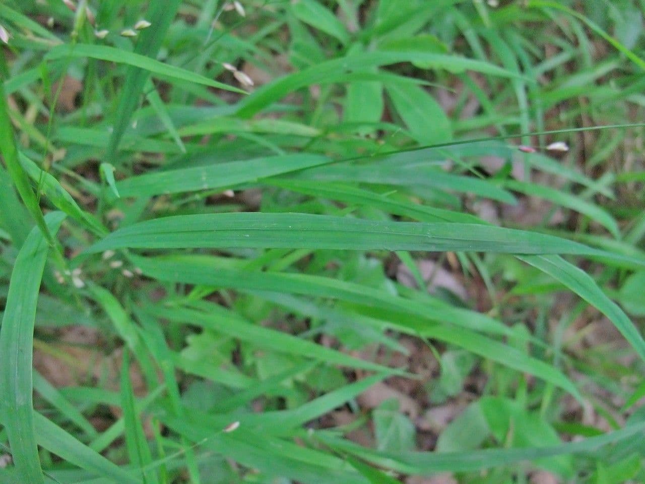 Melica uniflora 13